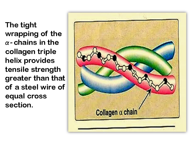 The tight wrapping of the α- chains in the collagen triple helix provides tensile